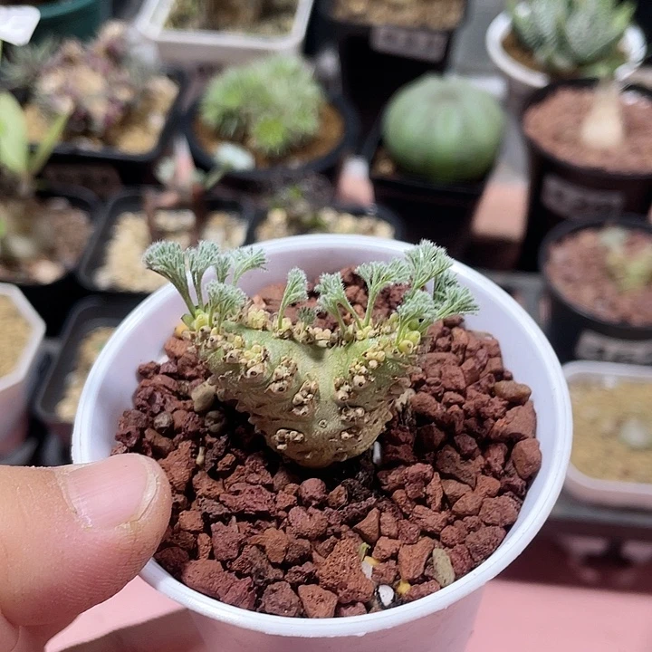 572白皮月界块根，