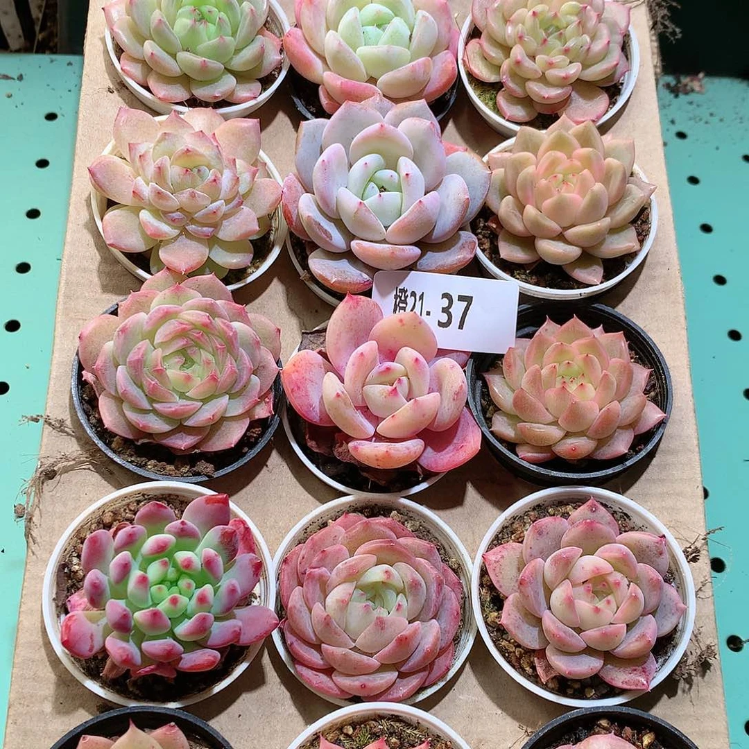 21-37一物一拍带盆18颗。