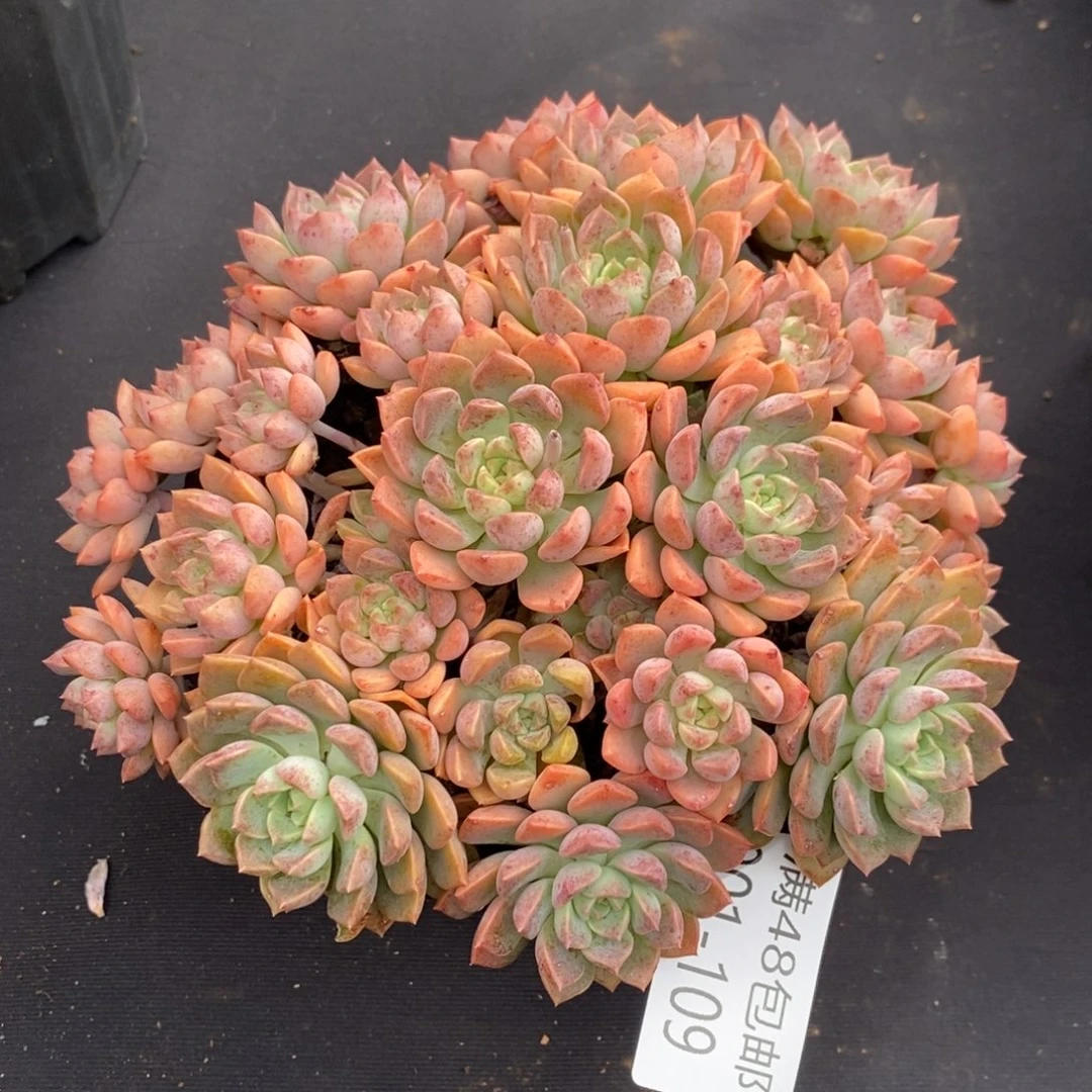 夏悦多肉901-109小叶红粉