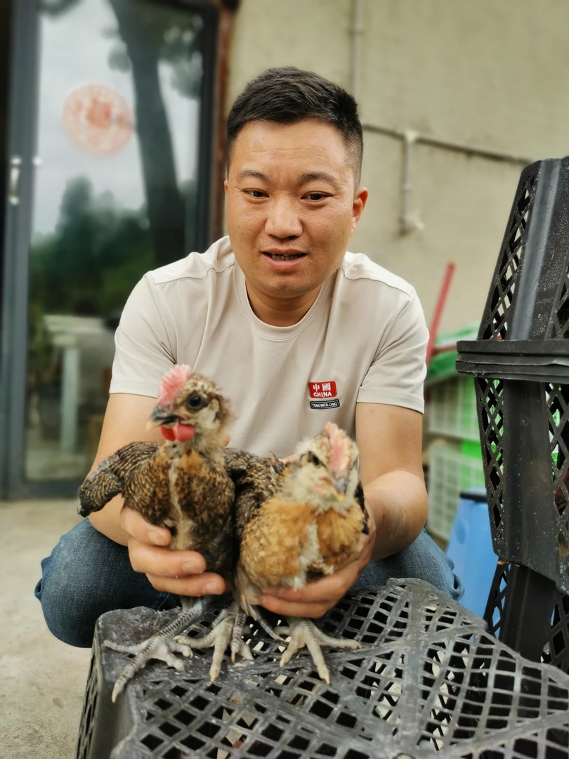 贵州血毛土鸡肉质细腻好吃生鲜整鸡包邮