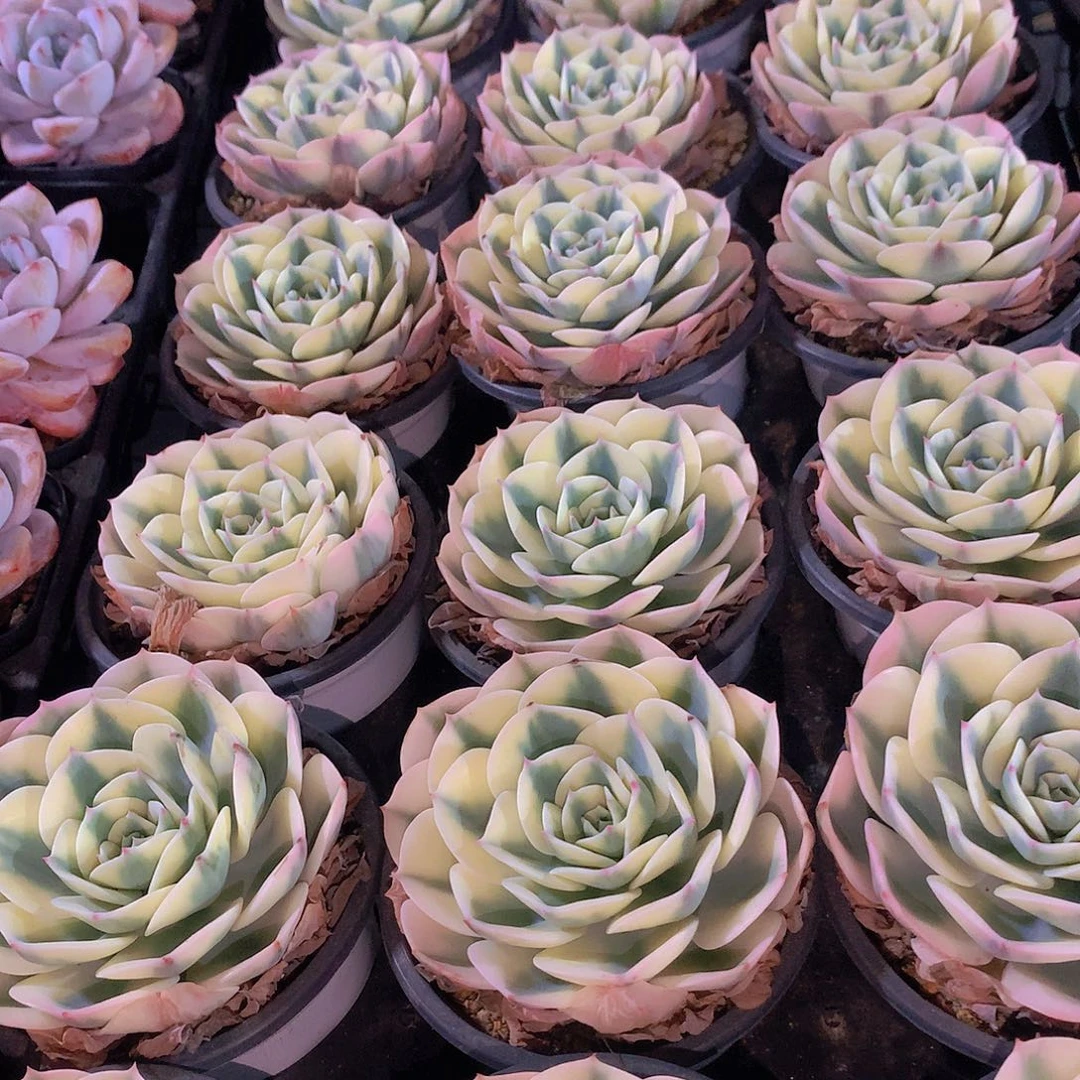 玉蝶锦235778909000000