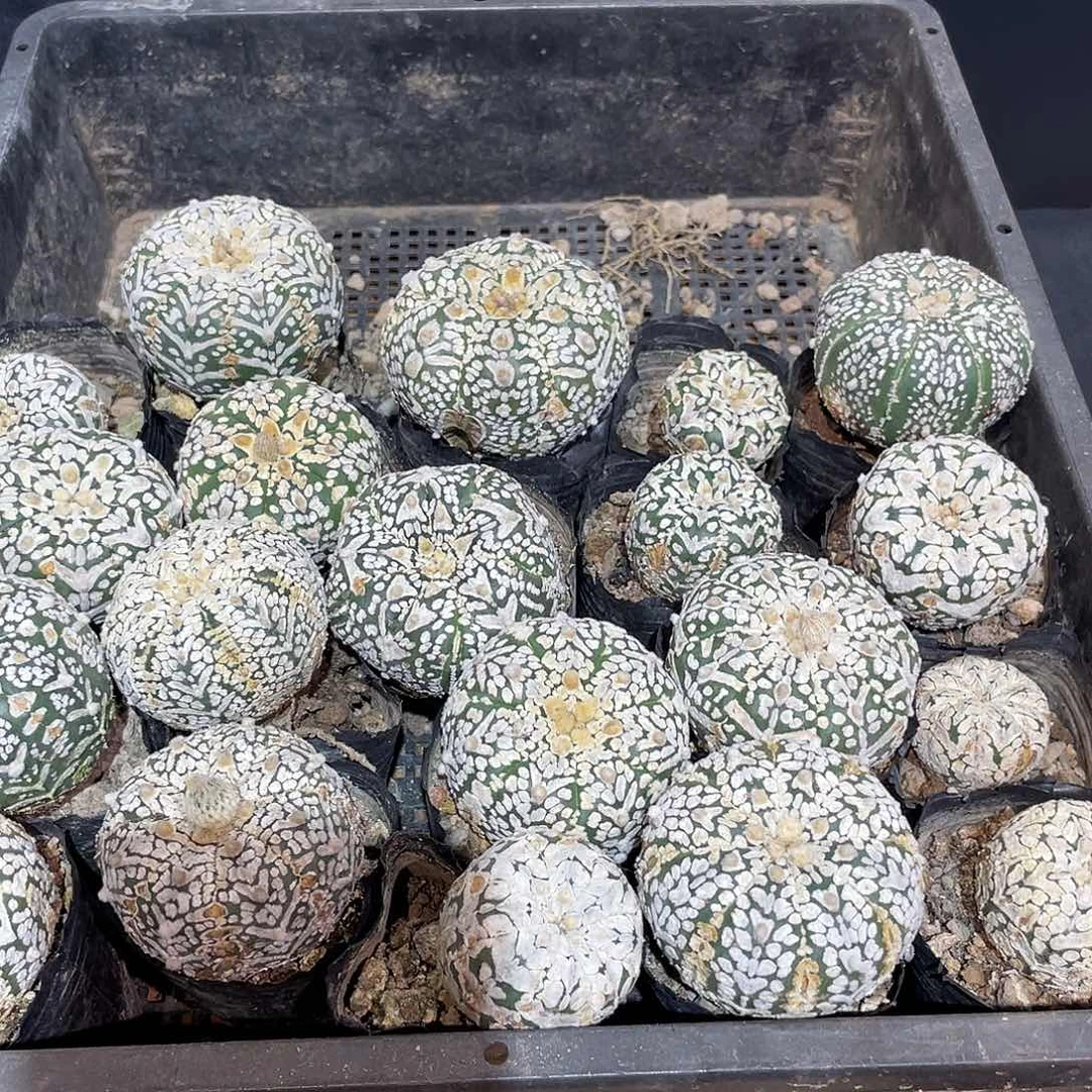 3.8cm实生战损v兜旁边有点裂