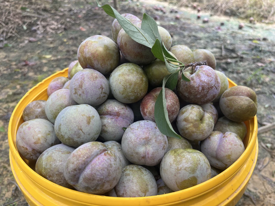 翁源三华李新鲜现摘甜爽多汁当季水果卜卜专属