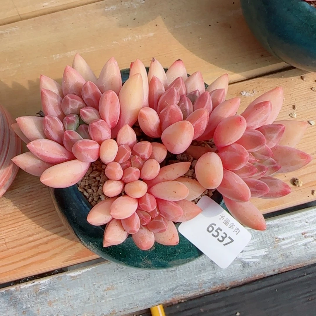 红蜻蜓，6537多肉植物