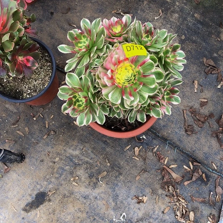 海王多肉71200000000