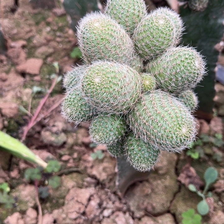 完全开放嫁接沟宝山日落