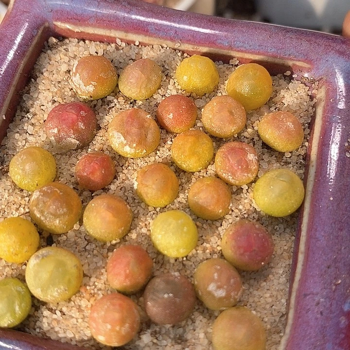 紫皮拉登一颗   0.6-0.8厘米