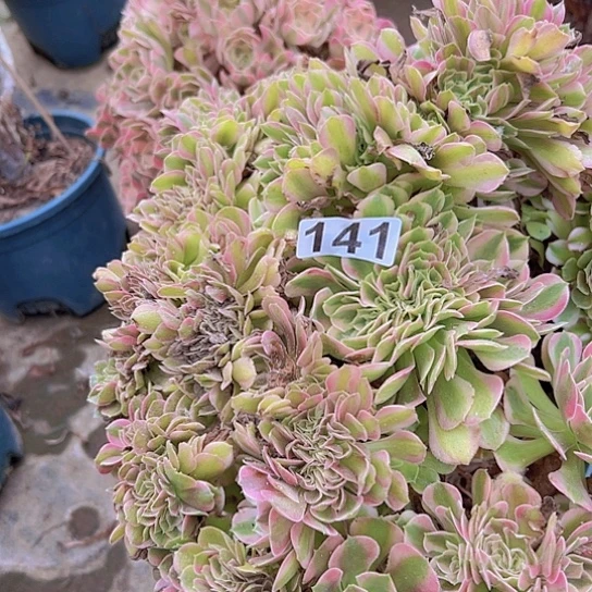 用***2多肉植物一个香非追