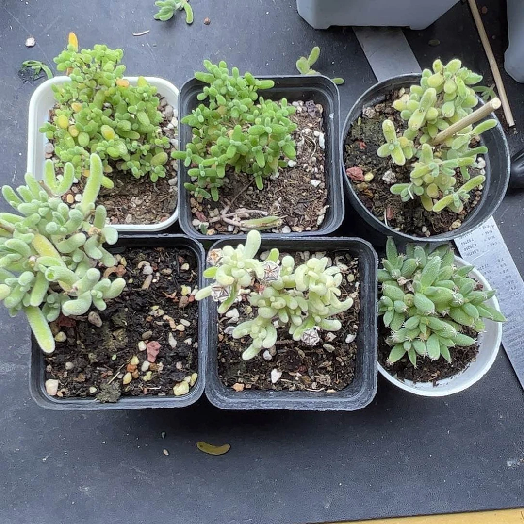 19新手套餐6颗组合优选
