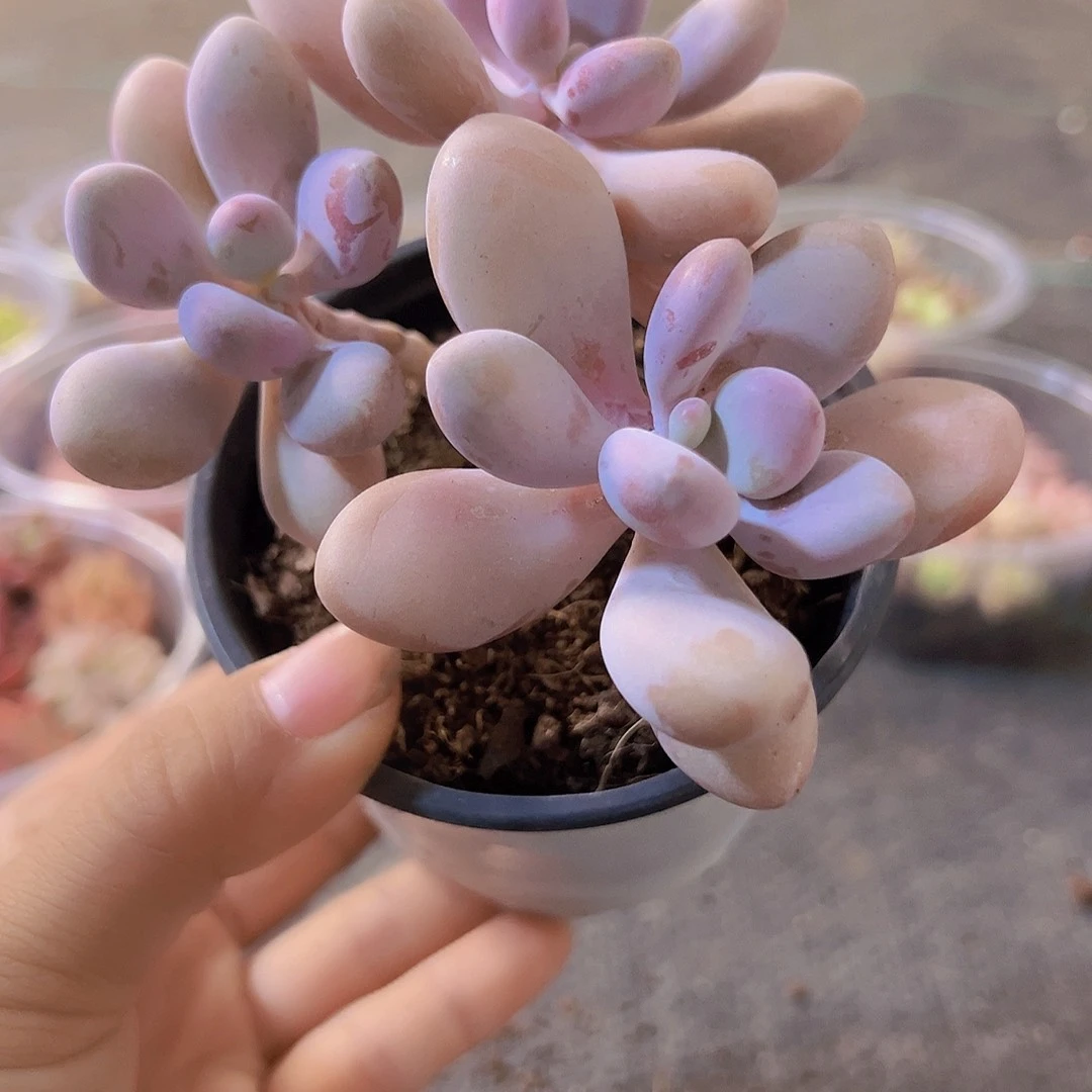 桃蛋，带盆带土发货