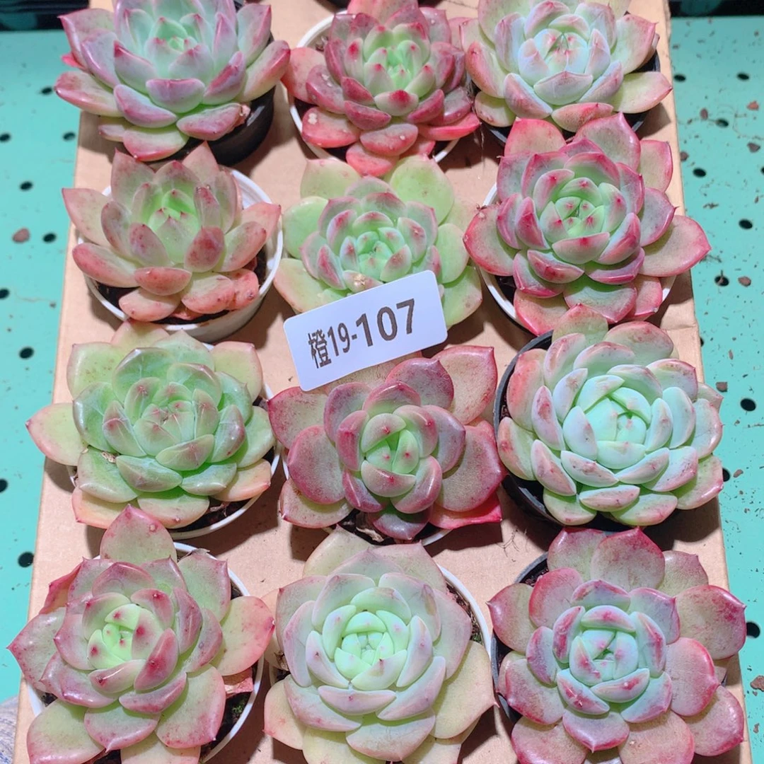 19-107一物一拍多肉带盆18颗