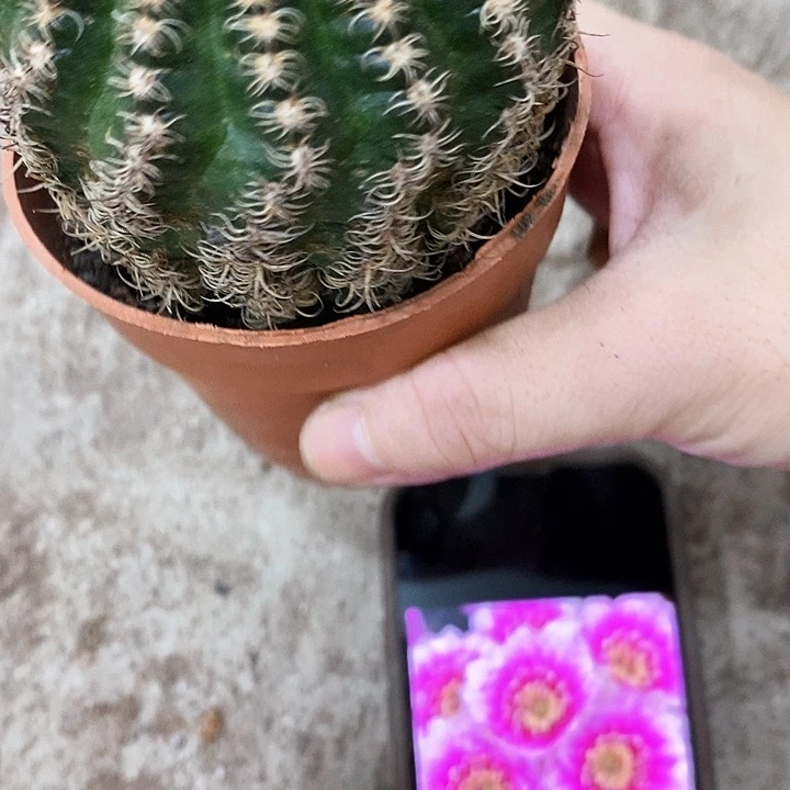 魅影清仓瑕疵，25778990