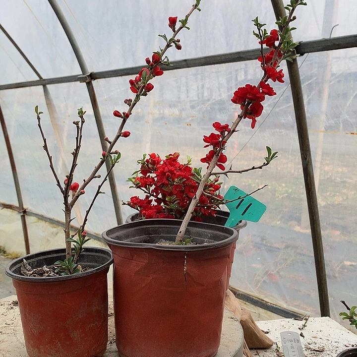 龙***哥原生.........