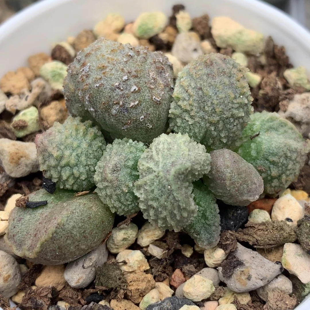 血斑哈默杂 特价清理