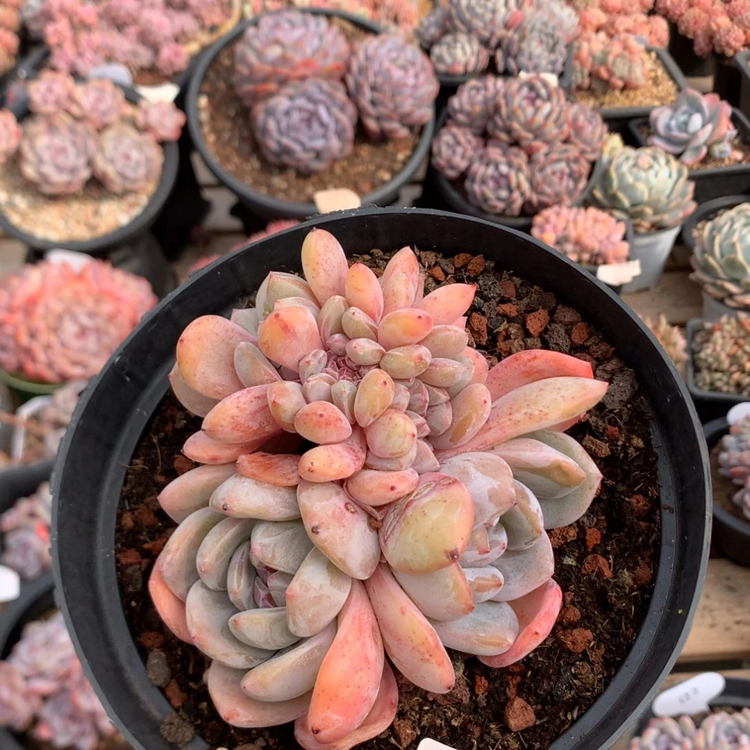 11厘米胸花龙头凤尾黄底石榴籽缀 无砍 5933