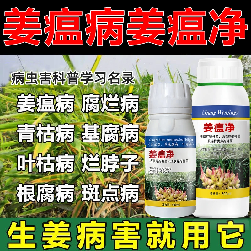 姜温病微生物菌剂烂脖子生姜黄叶靑枯病姜瘟净大姜生姜药叶面肥