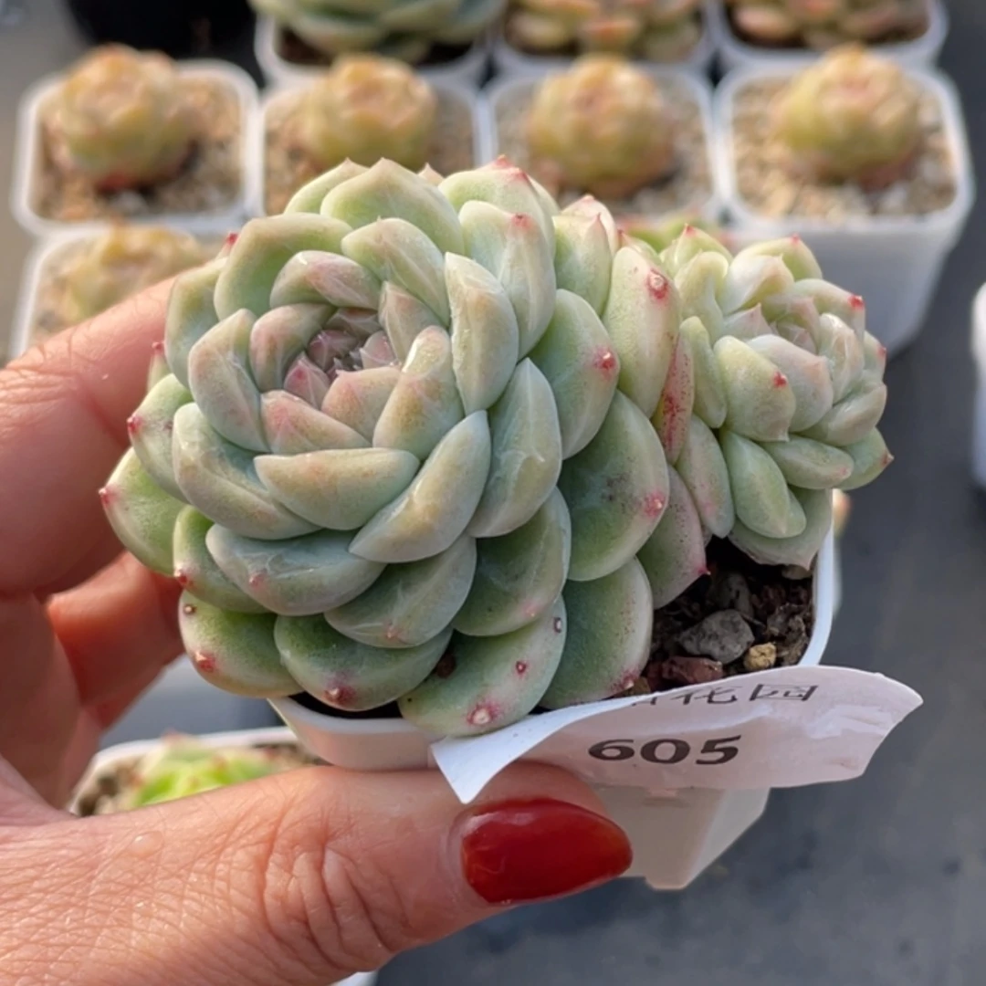 卖***娘605号糖心冰心珍妮 如玉