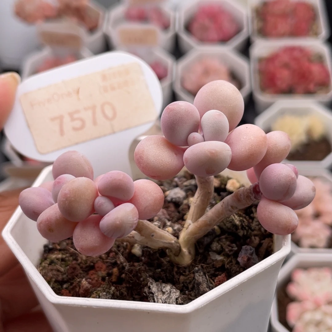 桃蛋7570-6.0厘米