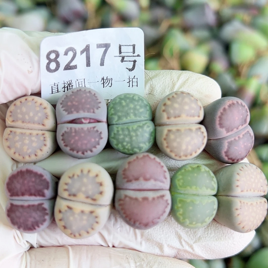 8217三年彩饼干10个1.5cm左右