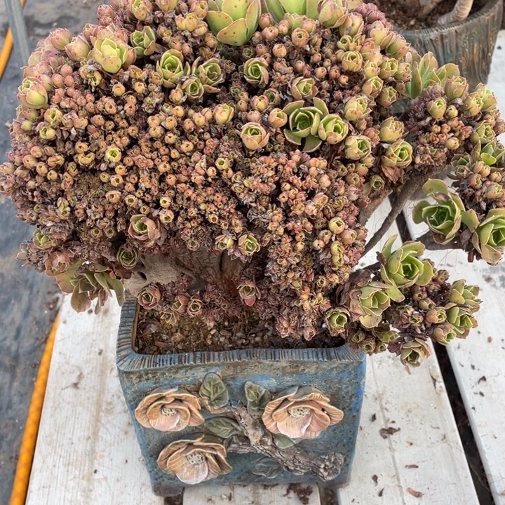 多肉的鱼也可以在里面撒糖