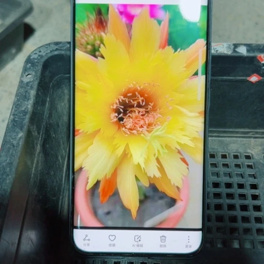 下15金妞亚历山大歪无根侧芽6公分左右20包邮