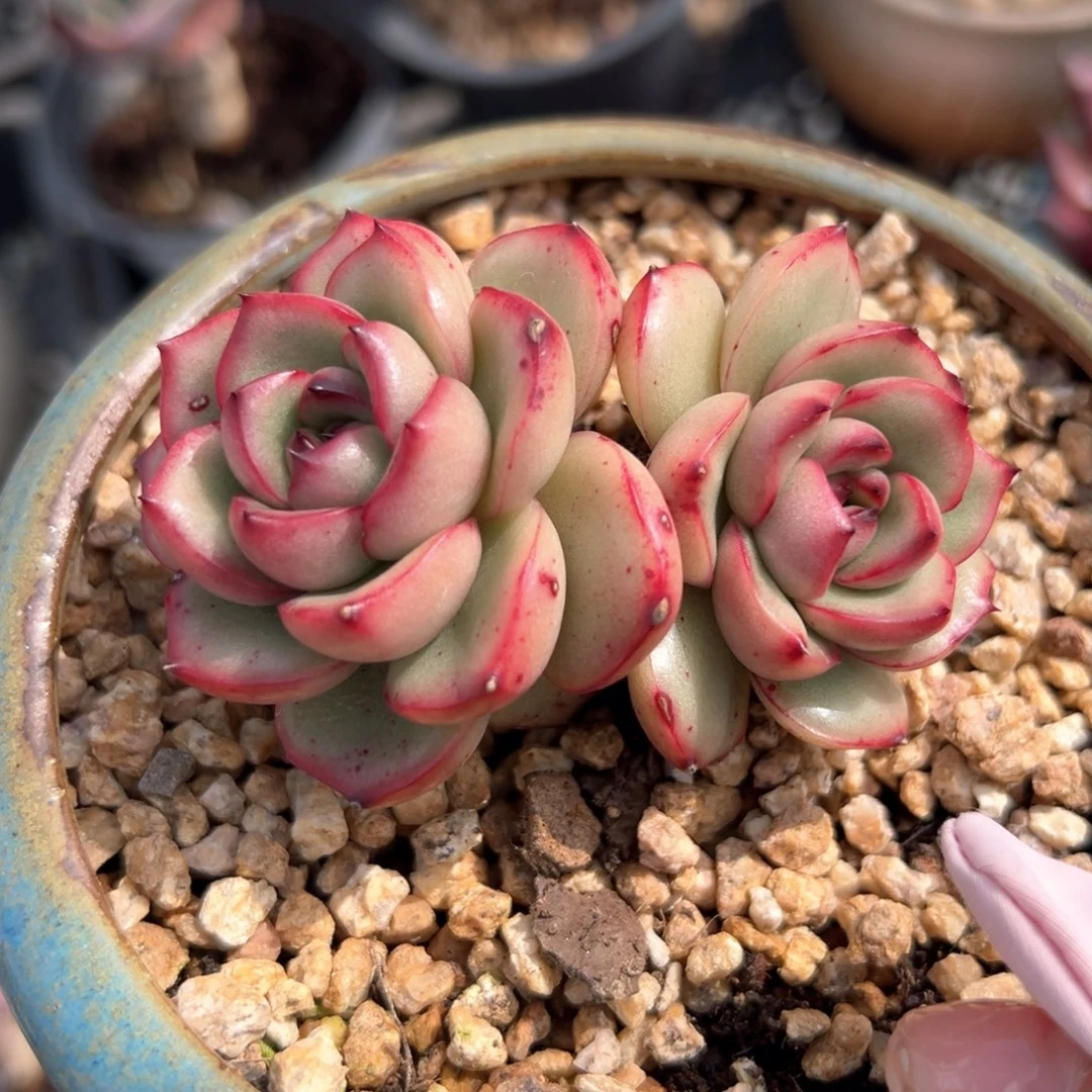 万宝龙（满38包邮）多肉