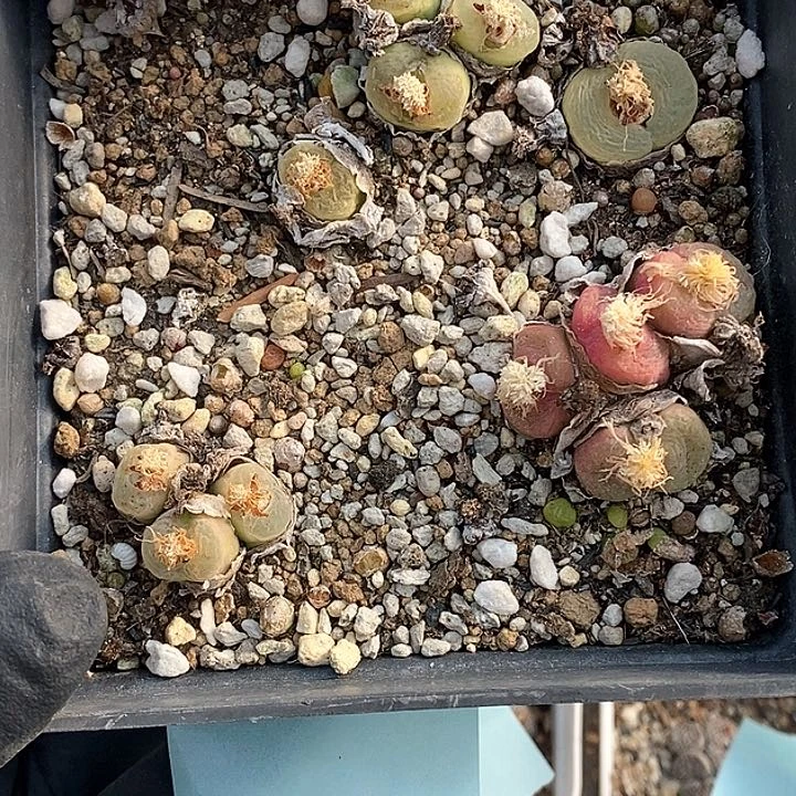 桃喜花园0203-6毛