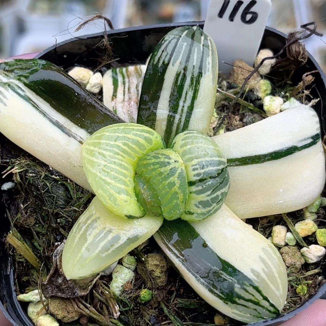 116丸叶银龟实生寿锦福利专场