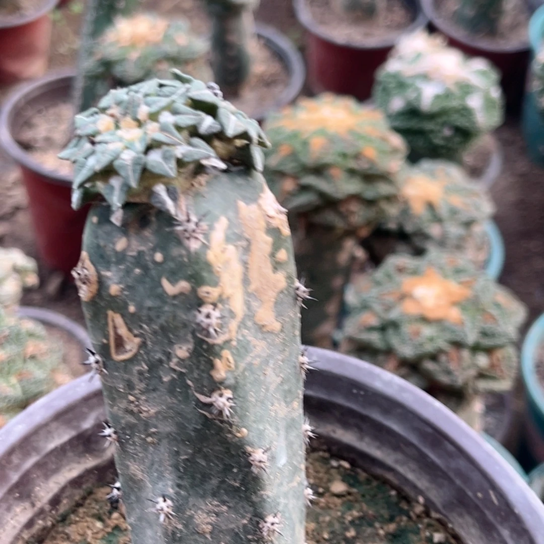 肌牡丹黑刺苗接仙人球