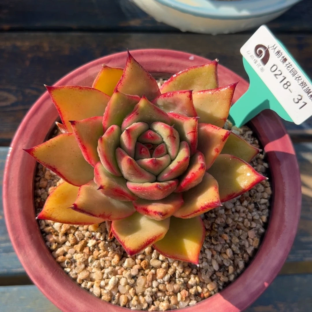 多肉一物一拍0218-31