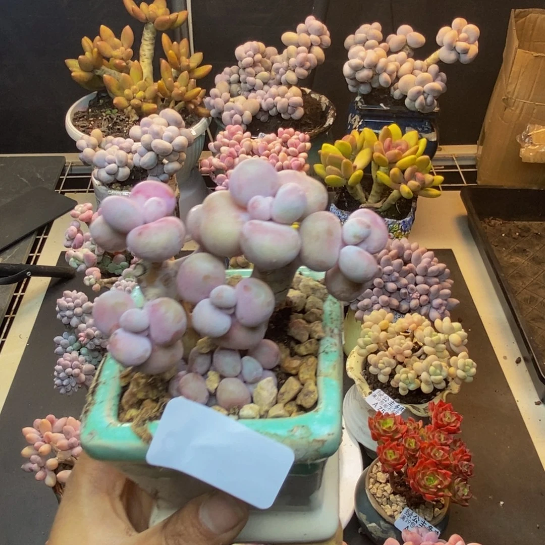 780腰子桃蛋多肉有砍