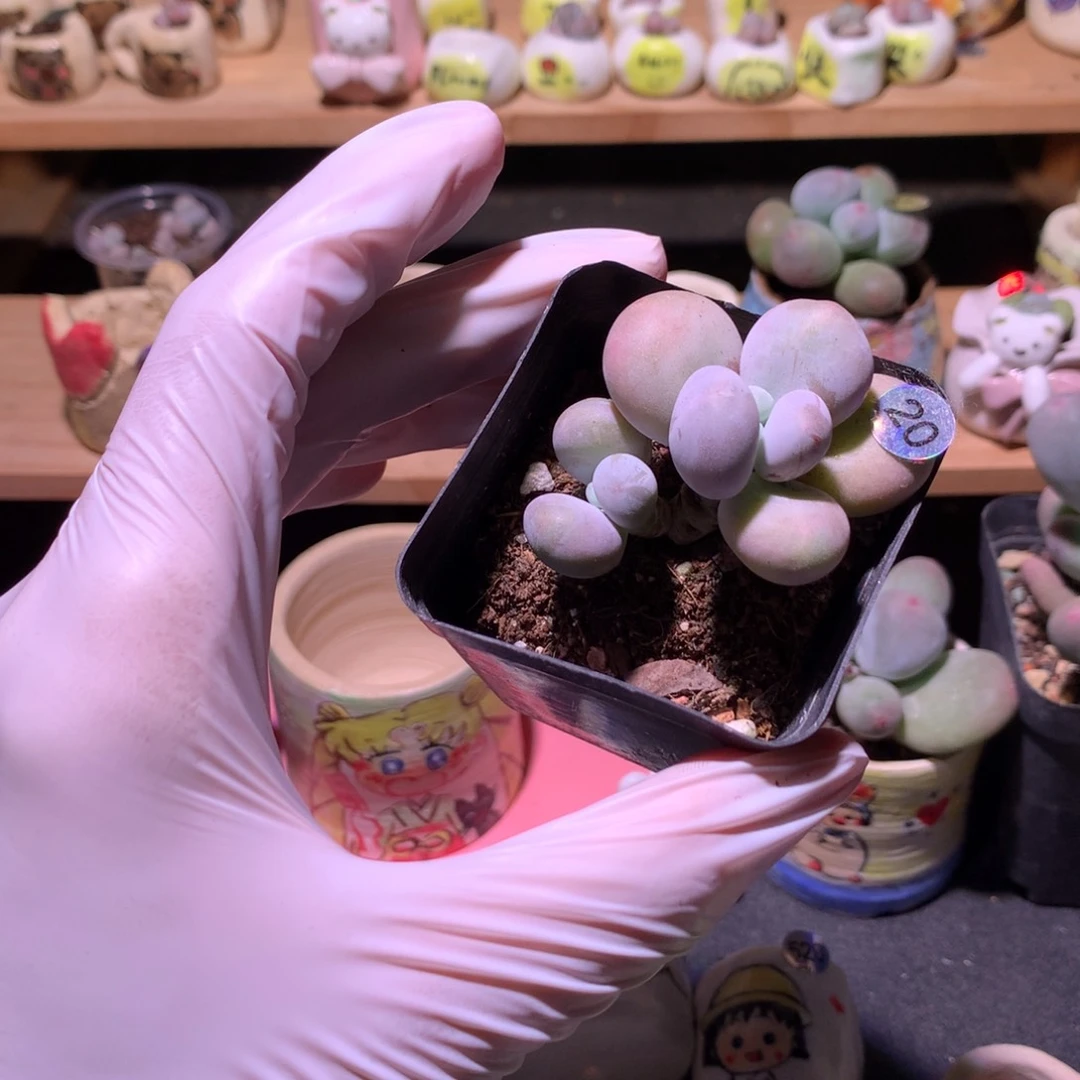 20水光针奶酪多肉