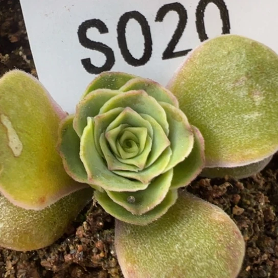 三碗020 不染花园级
