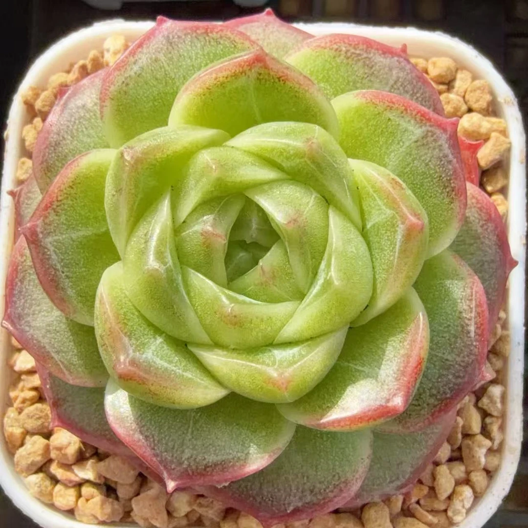 J244 殿选多肉一颗 4-4.5厘米