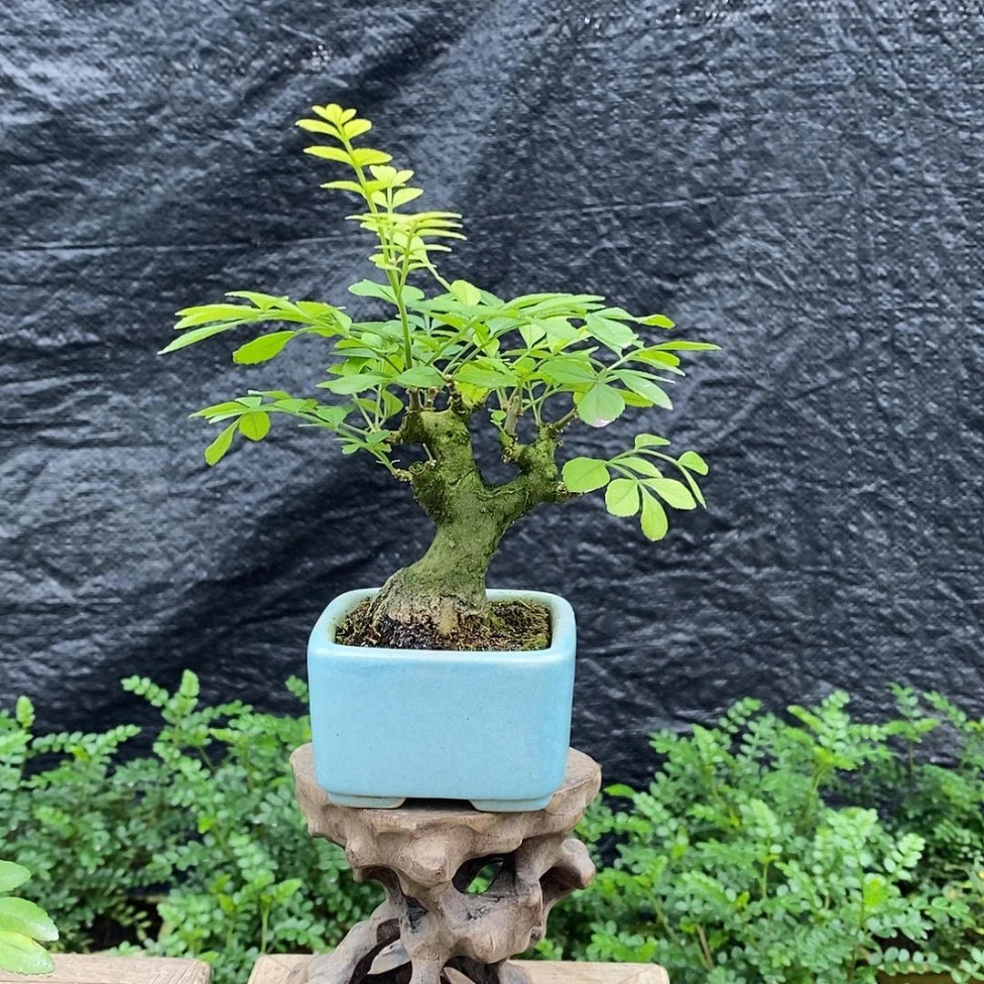 完全开放对节白蜡88888