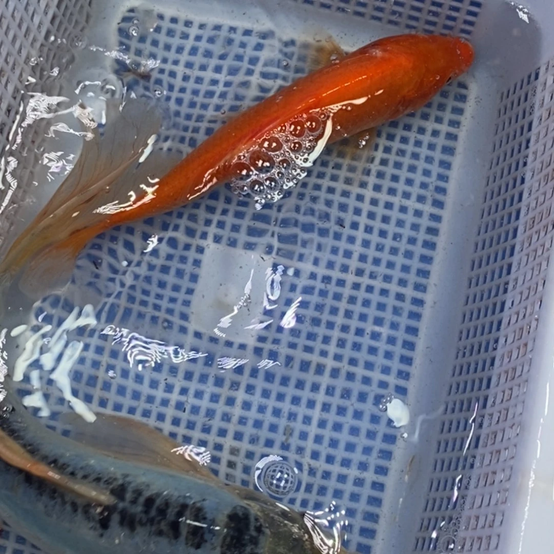 锦鲤冷水锦鲤包邮