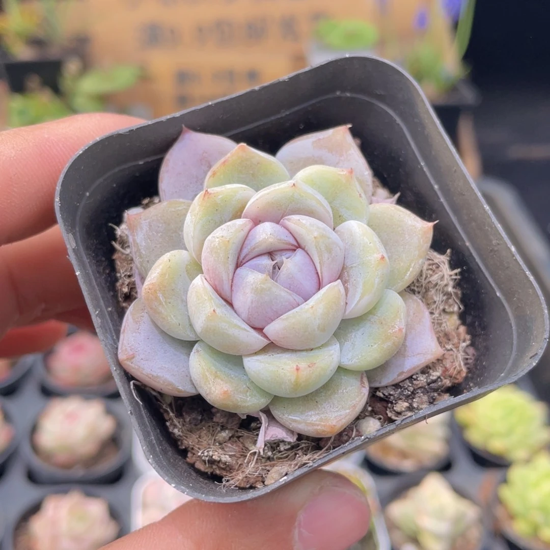 雪兔多肉9.9包邮发货