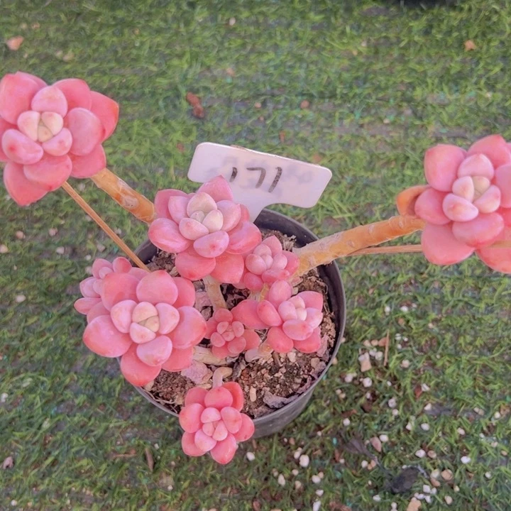 健健康康平平安安