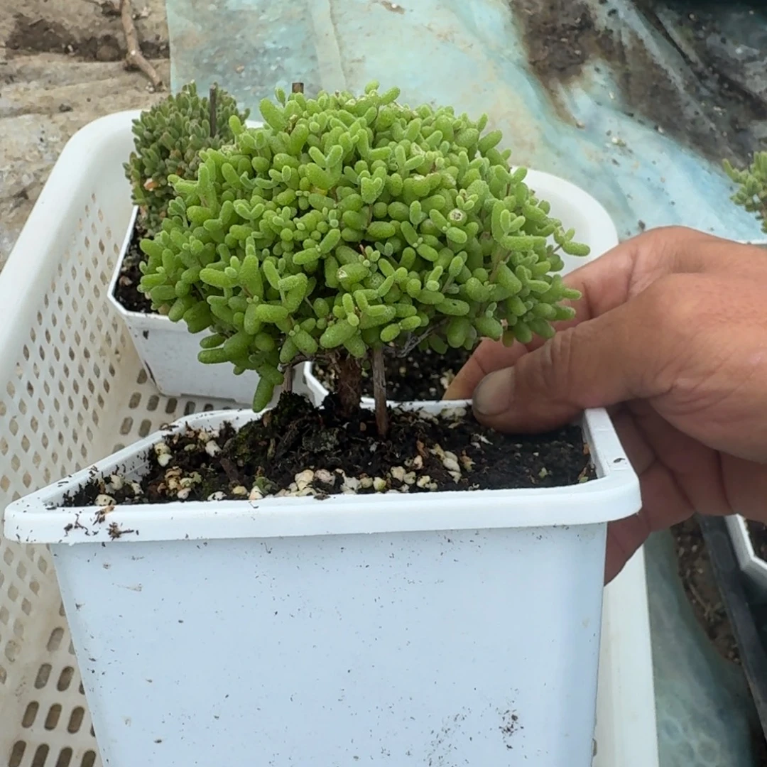 老桩金橘带盆带土发