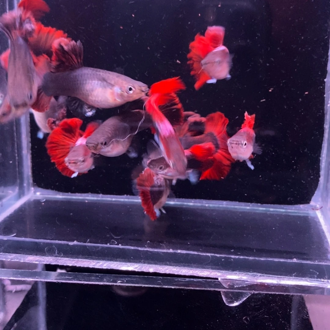孔雀鱼菊花帆六对极品