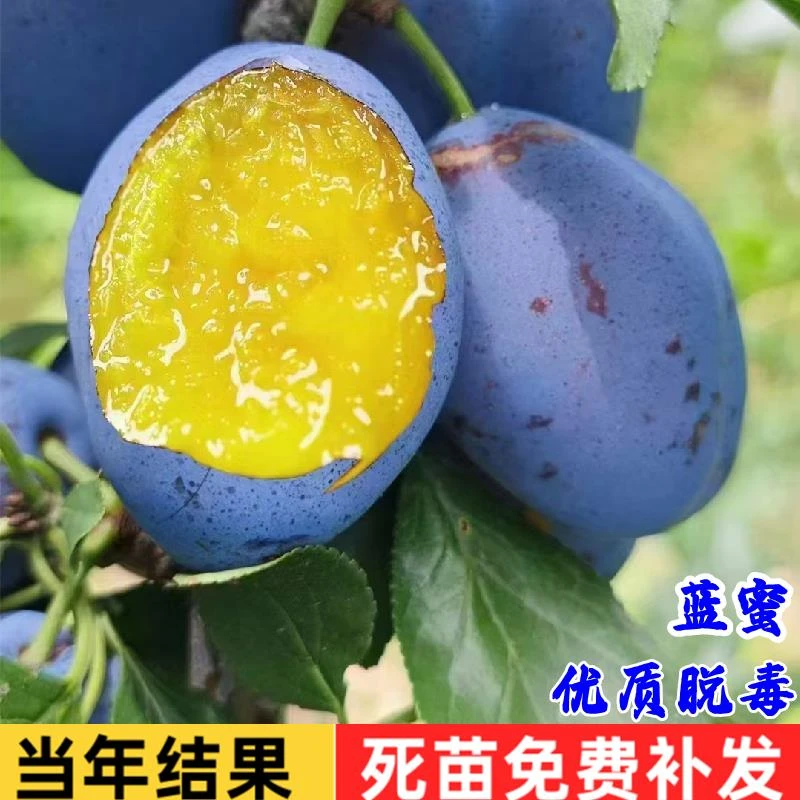 蓝蜜西梅树苗特大法兰西西梅树苗带土南北方庭院阳台种植当年结果
