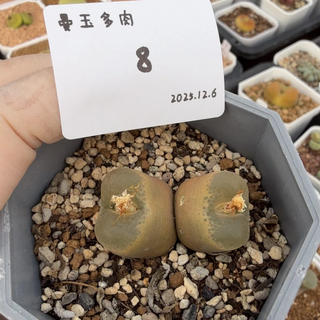 一***晴多肉多肉多肉12.6-008