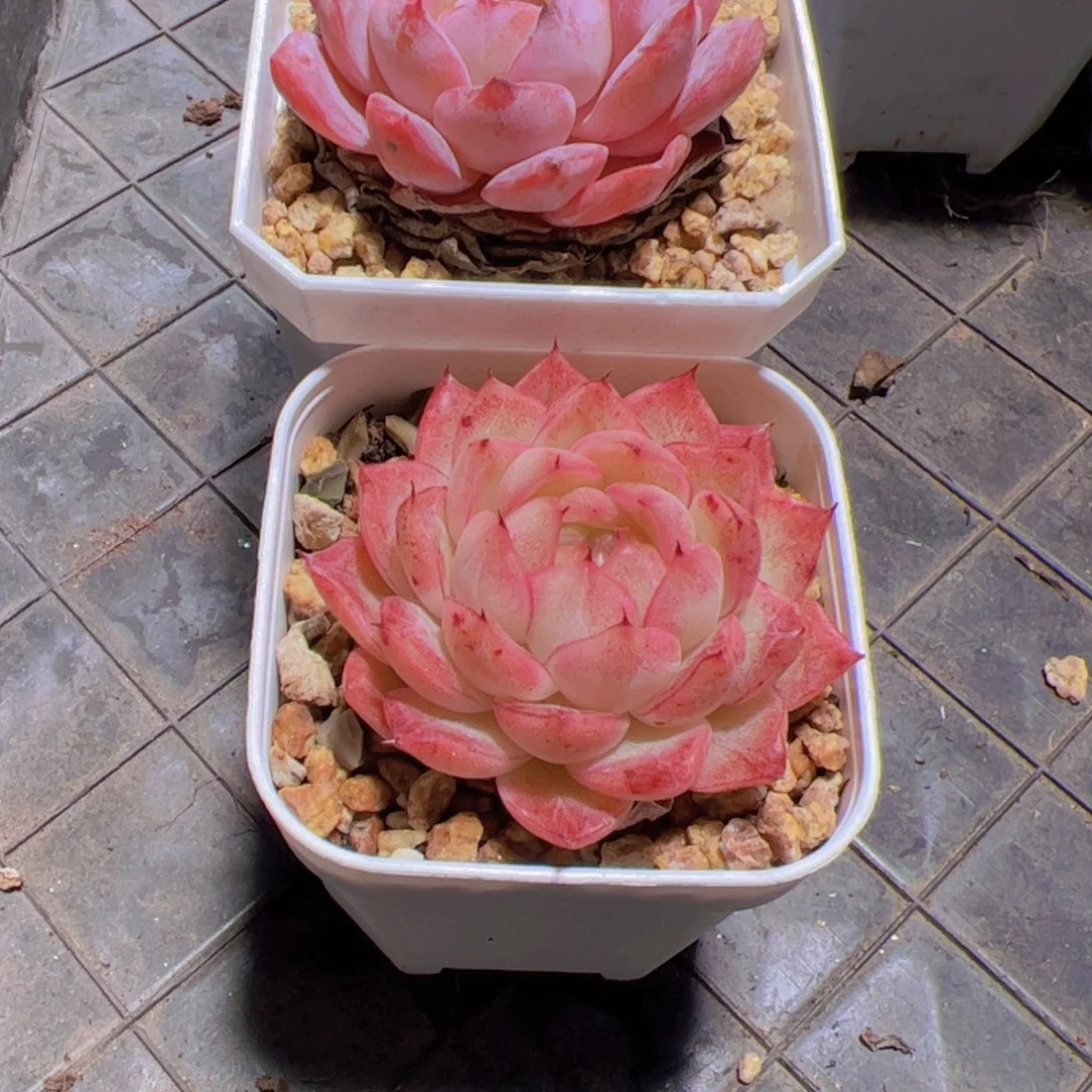 格*珍妮，多肉植物