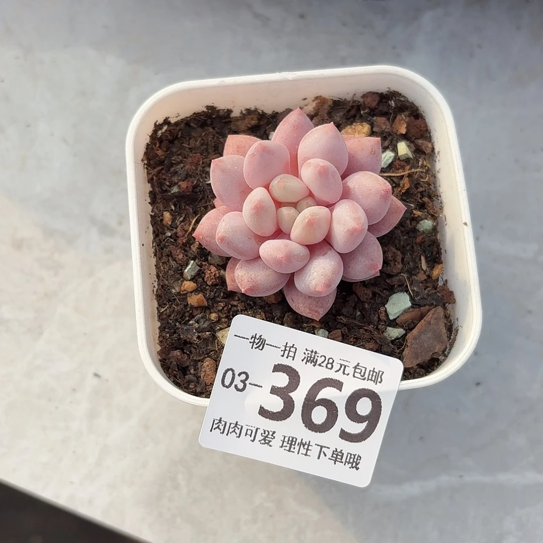 半夏无盆无发货无