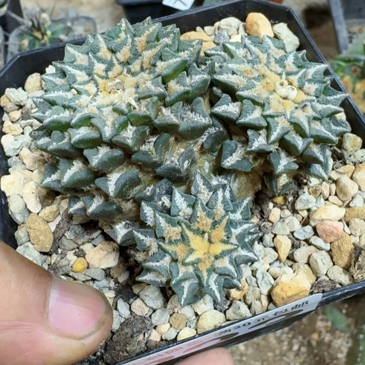 玩****！福利自根黑牡丹823