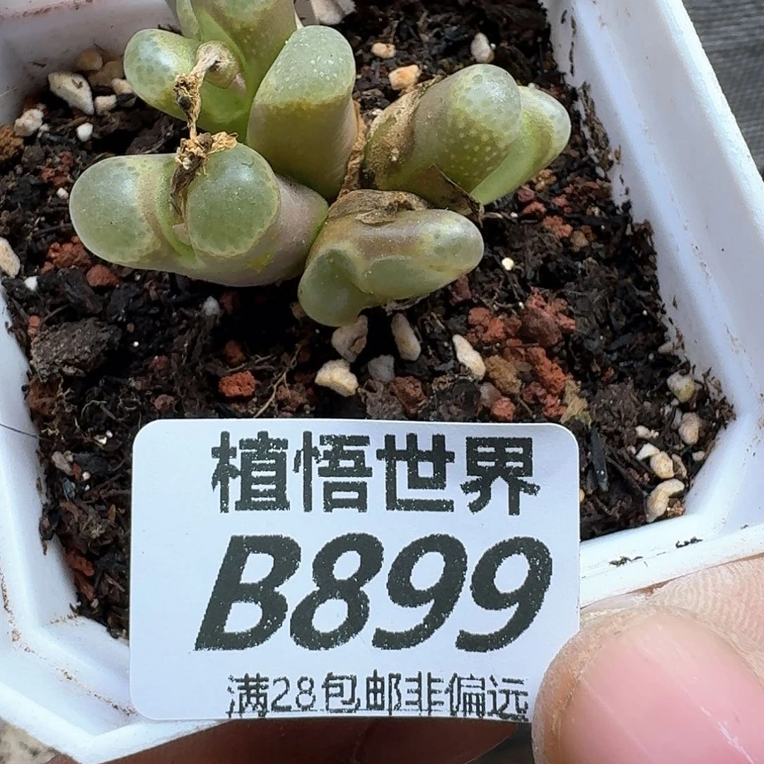 多肉植物仙人掌dgjj