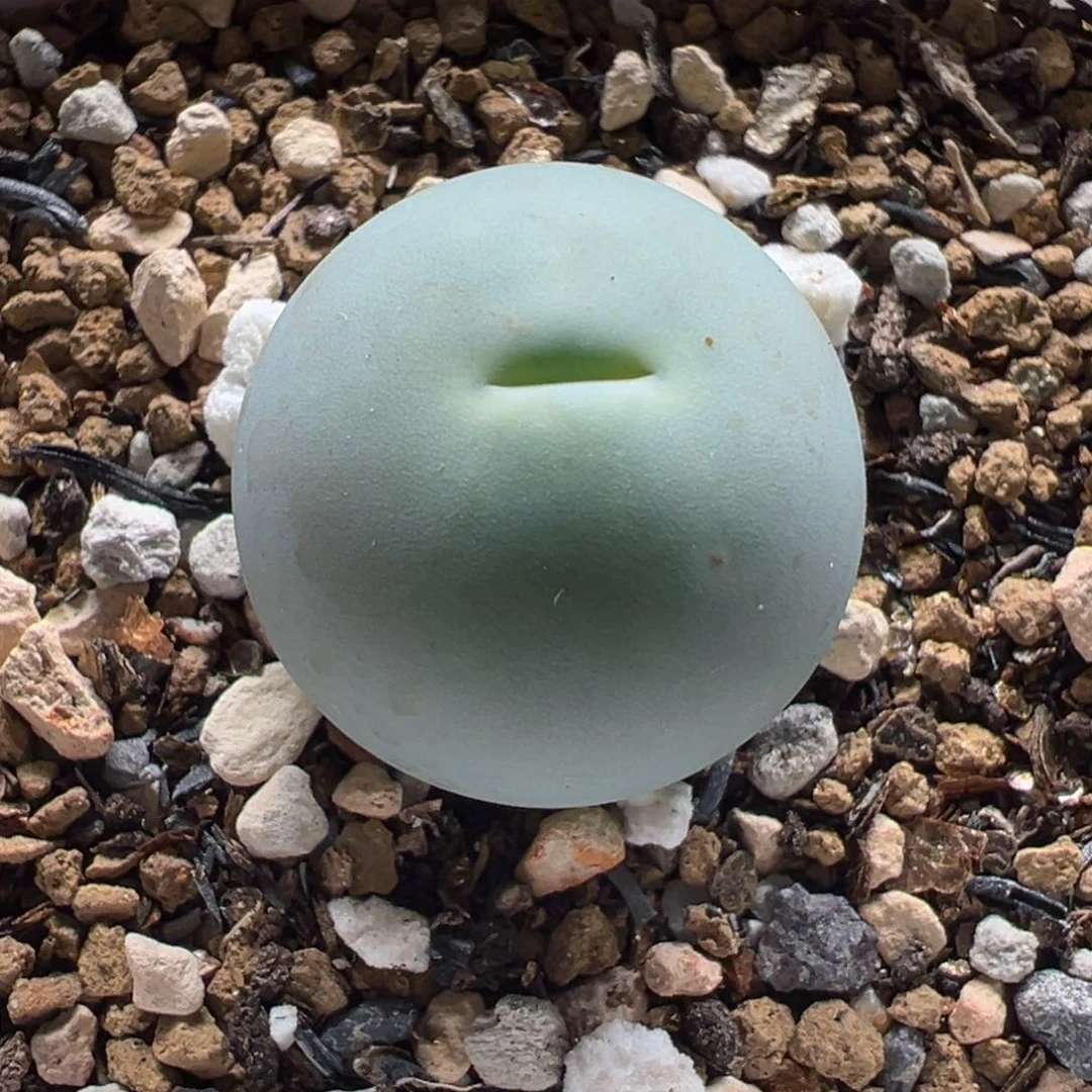 051多肉植物种类多样