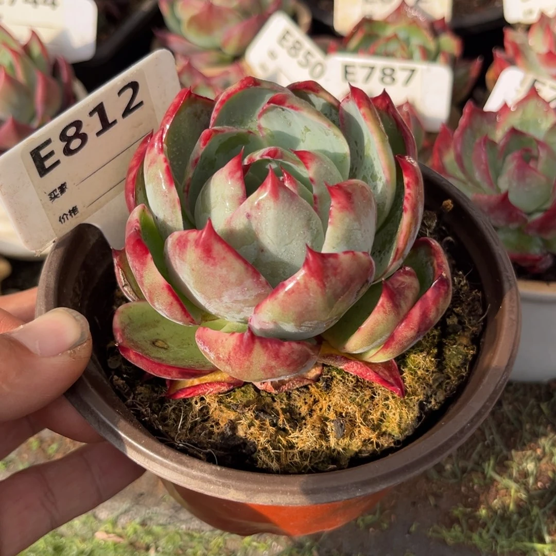 惊鸿一瞥812号多肉