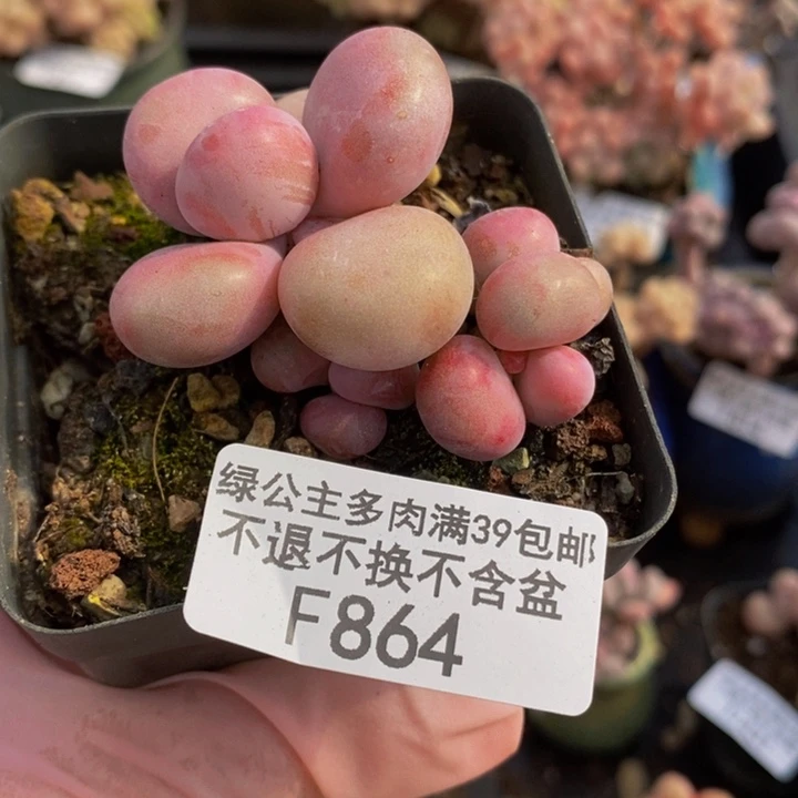 腰子桃蛋5cm864多肉植物