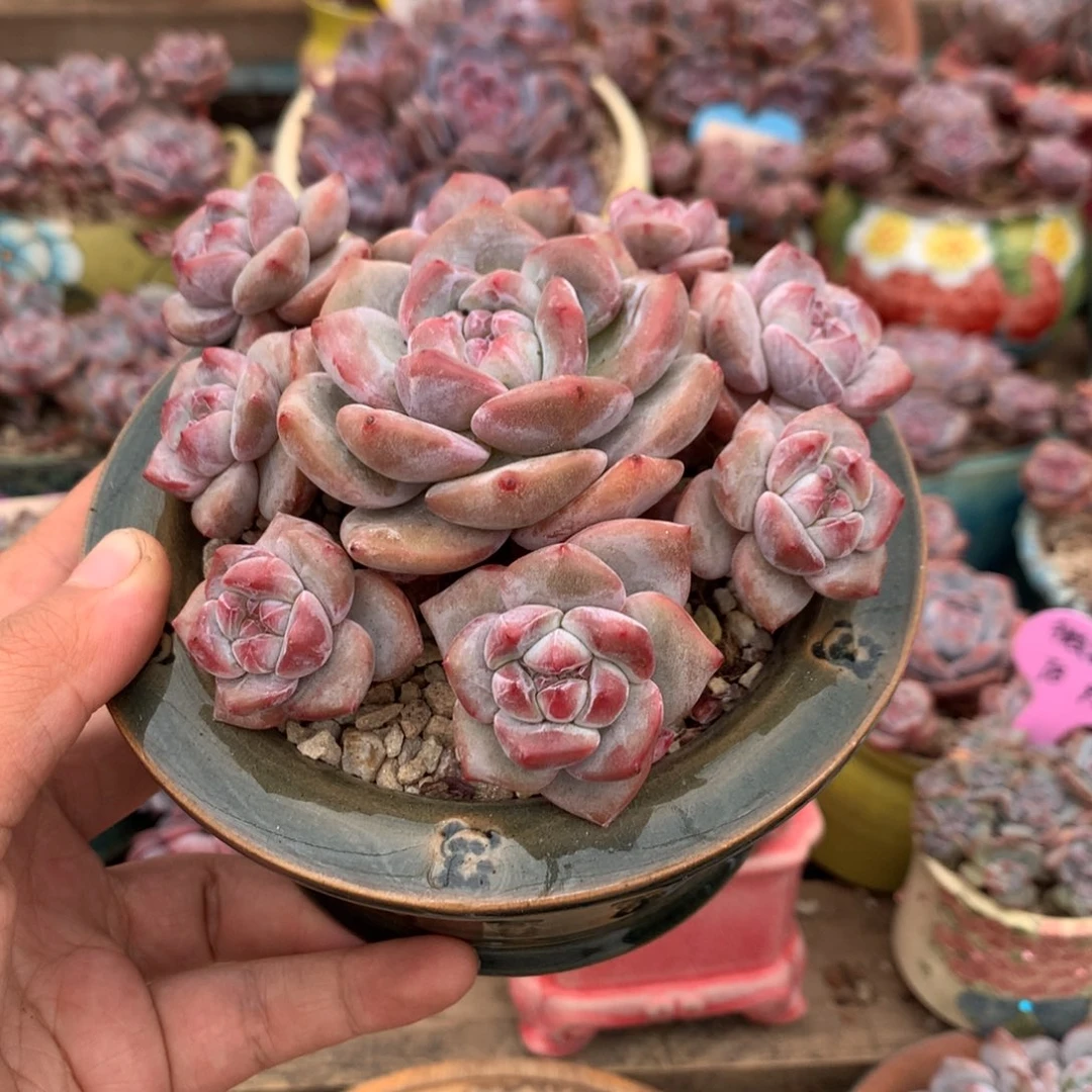 哈哈哈哈哈哈自然群28